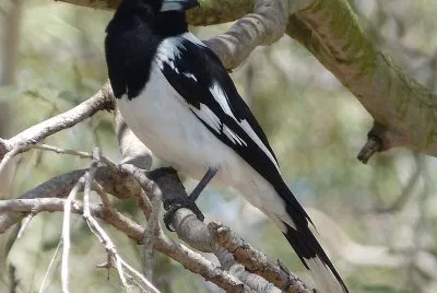 Uccello beccaio bianconero