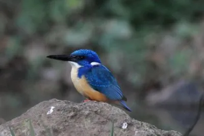 Martin pescatore dal semicollare