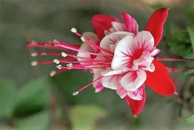 flores
