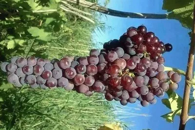 frutas