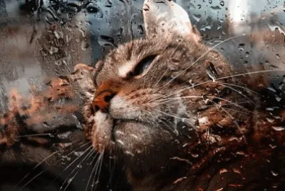 Imagem jigsaw puzzle