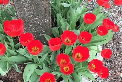 flores