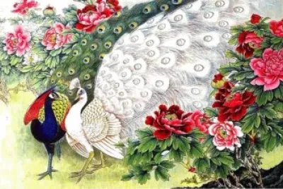 pavone bianco jigsaw puzzle