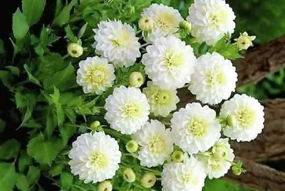 flores