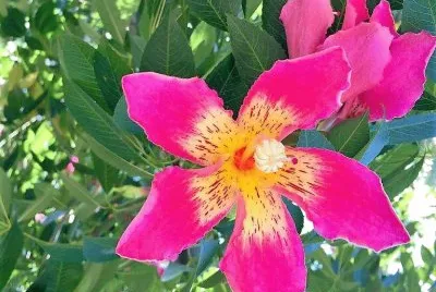 flores