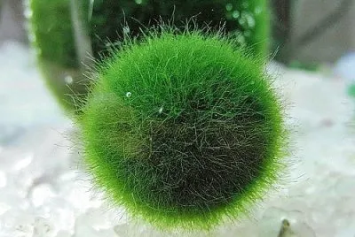 natural
