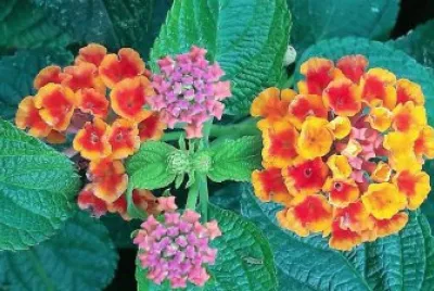 flores