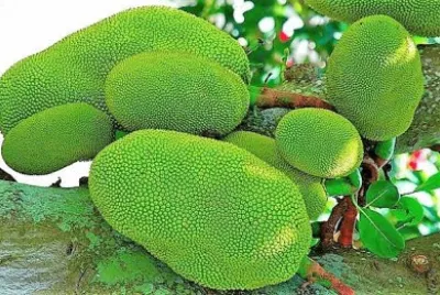 frutas