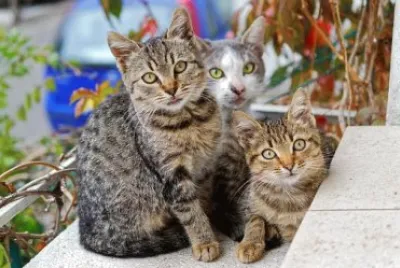 Imagem jigsaw puzzle