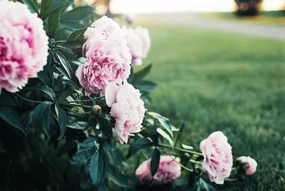 flores