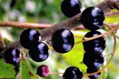 פאזל של frutas