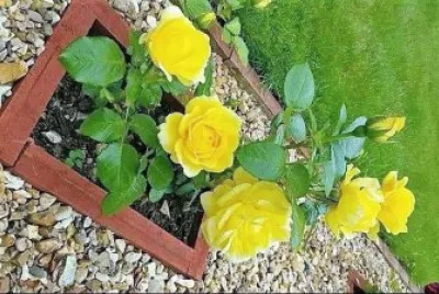פאזל של flores