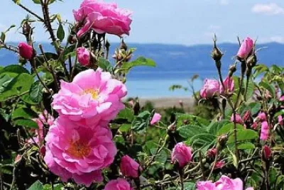 פאזל של flores