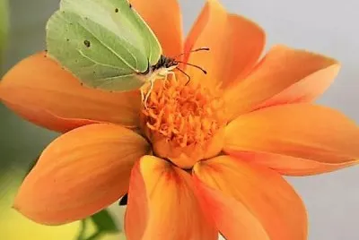 פאזל של flores