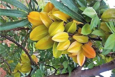 פאזל של frutas