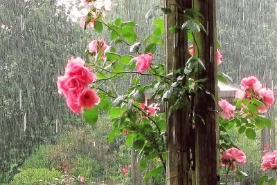 פאזל של flores