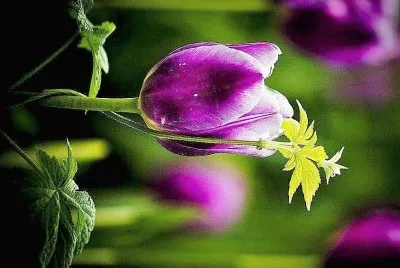 פאזל של flores