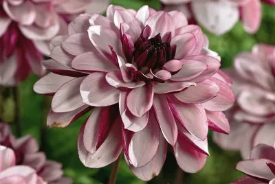 פאזל של flores