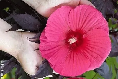פאזל של flores