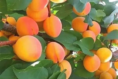 frutas