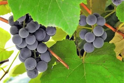 frutas