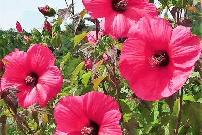 flores