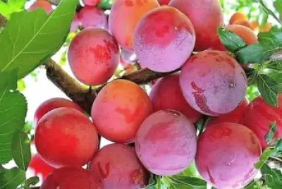 frutas