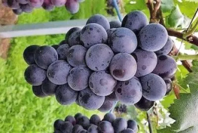 frutas