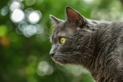 Imagem jigsaw puzzle