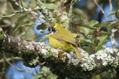 Bulbul orecchiegialle jigsaw puzzle