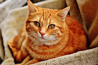 Imagem jigsaw puzzle