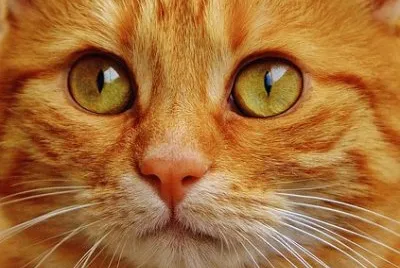 Imagem jigsaw puzzle