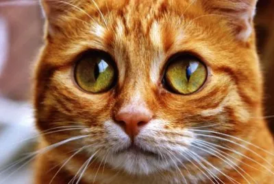 Imagem jigsaw puzzle