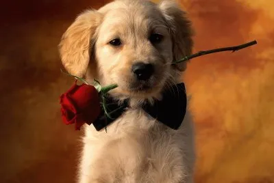 animais