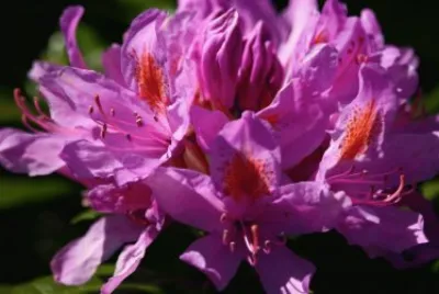 Fleur de rhododendron