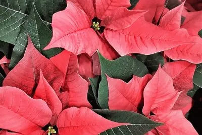 flores