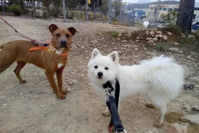 Foxy and unknown doggo