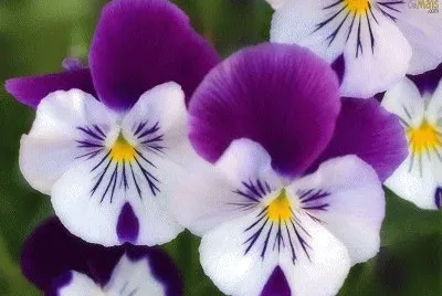 violeta