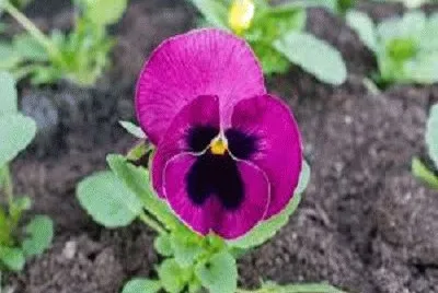 flor