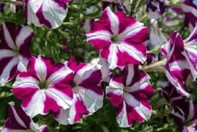 flor
