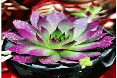flor