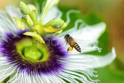 flor