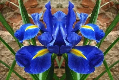 flor