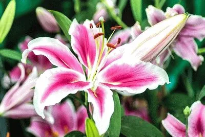 flor