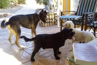 Yoli, Sjimmie and Dr.McPoodle