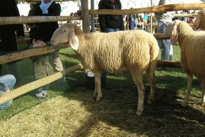 Bergamasca