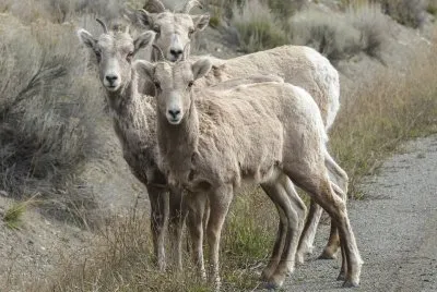 Bighorn