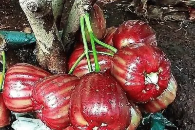 frutas