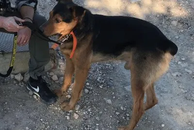 Dog up for adoption: Krak