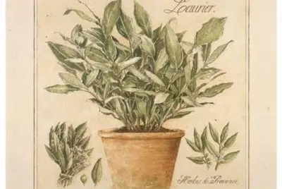 salvia